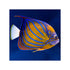 files/bpk-farm-live-stock-adult-annularis-angelfish-pomacanthus-annularis-40666934509798.jpg