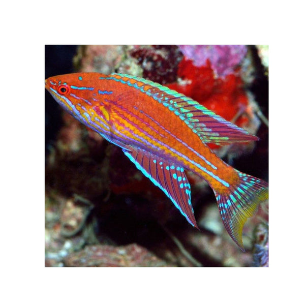 BPK Farm LIVE STOCK Angular Flasher Wrasse