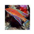 files/bpk-farm-live-stock-angular-flasher-wrasse-40503982817510.jpg