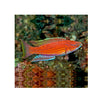 BPK Farm LIVE STOCK Angular Flasher Wrasse