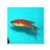 files/bpk-farm-live-stock-angular-flasher-wrasse-40503982883046.jpg