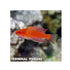 files/bpk-farm-live-stock-angular-flasher-wrasse-40503982915814.jpg