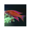 BPK Farm LIVE STOCK Angular Flasher Wrasse