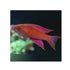 files/bpk-farm-live-stock-angular-flasher-wrasse-40503982948582.jpg