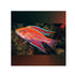 files/bpk-farm-live-stock-angular-flasher-wrasse-40503982981350.jpg