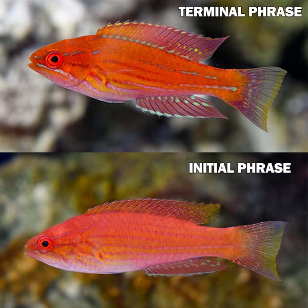 BPK Farm LIVE STOCK Angular Flasher Wrasse