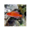 BPK Farm LIVE STOCK Angular Flasher Wrasse