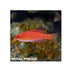 files/bpk-farm-live-stock-angular-flasher-wrasse-40503983079654.jpg