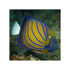 files/bpk-farm-live-stock-annularis-angelfish-pomacanthus-annularis-40666934214886.jpg