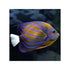 files/bpk-farm-live-stock-annularis-angelfish-pomacanthus-annularis-40666934280422.jpg