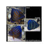 files/bpk-farm-live-stock-annularis-angelfish-pomacanthus-annularis-40666934444262.jpg