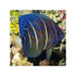 files/bpk-farm-live-stock-annularis-angelfish-pomacanthus-annularis-40666934640870.jpg