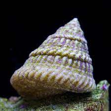 BPK Farm LIVE STOCK Astrea Snail