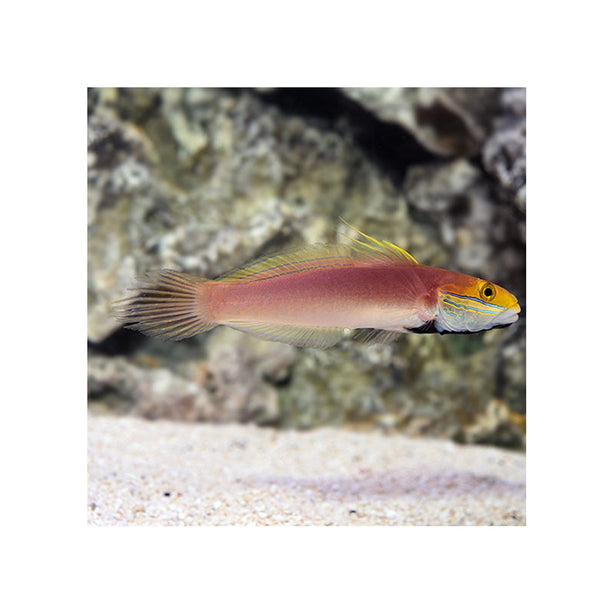 BPK Farm LIVE STOCK Bella Rose Goby - (Valencienna bella)