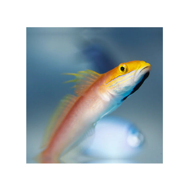 BPK Farm LIVE STOCK Bella Rose Goby - (Valencienna bella)