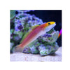 BPK Farm LIVE STOCK Bella Rose Goby - (Valencienna bella)