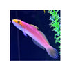 BPK Farm LIVE STOCK Bella Rose Goby - (Valencienna bella)