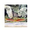 BPK Farm LIVE STOCK Bella Rose Goby - (Valencienna bella)