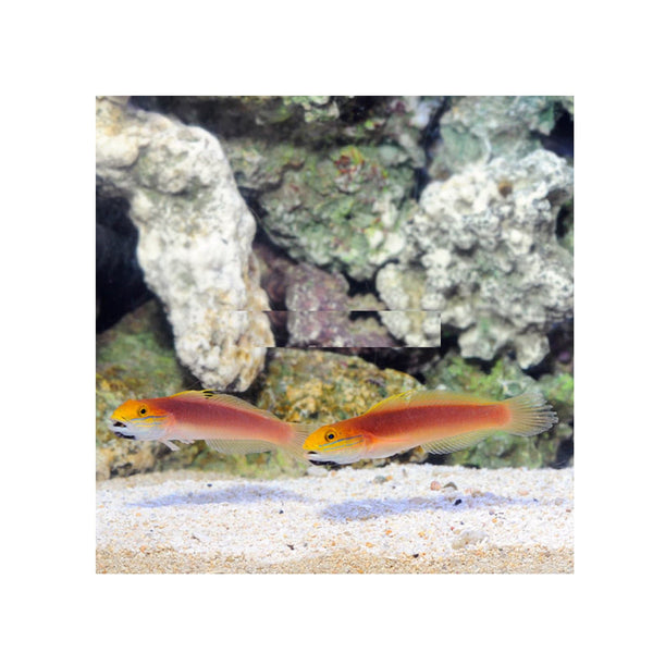 BPK Farm LIVE STOCK Bella Rose Goby - (Valencienna bella)