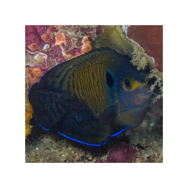 BPK Farm LIVE STOCK Blue Fin Angel