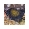 BPK Farm LIVE STOCK Blue Fin Angel