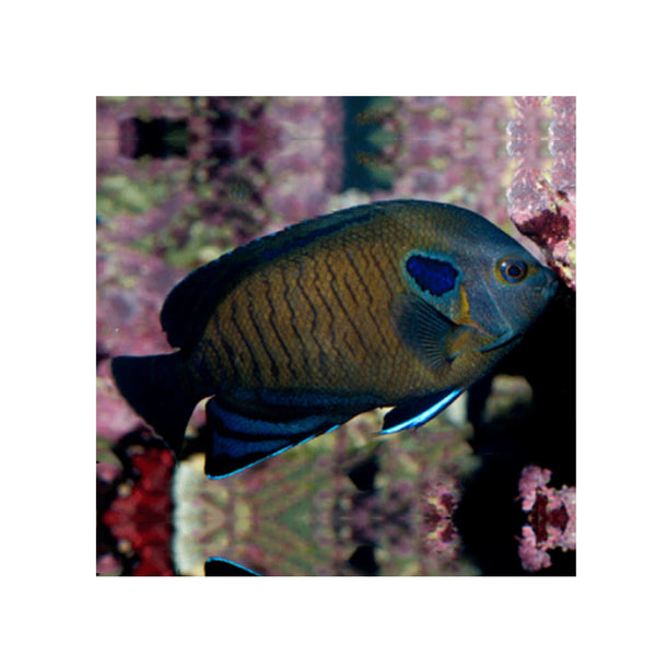 BPK Farm LIVE STOCK Blue Fin Angel