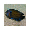 BPK Farm LIVE STOCK Blue Fin Angel