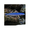 BPK Farm LIVE STOCK Blue Gudgeon Dartfish - (Ptereleotris heteroptera)