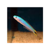 BPK Farm LIVE STOCK Blue Gudgeon Dartfish - (Ptereleotris heteroptera)