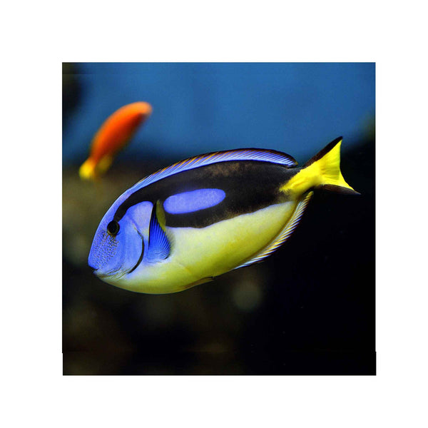 BPK Farm LIVE STOCK Blue Tang Yellow Belly / KY