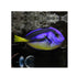 files/bpk-farm-live-stock-blue-tang-yellow-belly-ky-40546512994534.jpg