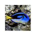 BPK Farm LIVE STOCK Blue Tang Yellow Belly / KY