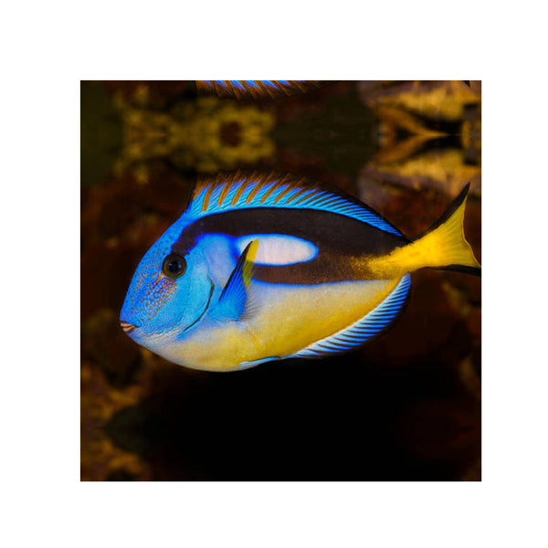 BPK Farm LIVE STOCK Blue Tang Yellow Belly / KY