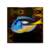 files/bpk-farm-live-stock-blue-tang-yellow-belly-ky-40546513060070.jpg