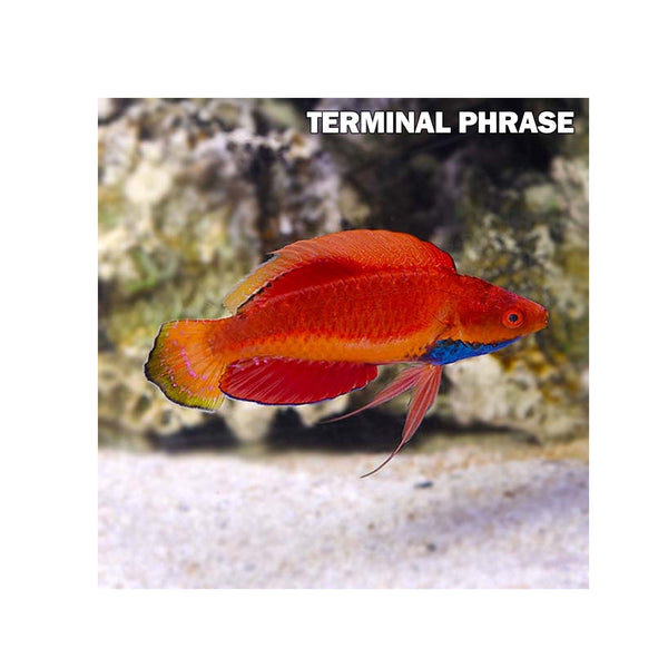 BPK Farm LIVE STOCK Blue Throat Fairy Wrasse - (Cirrhilabrus cyanogularis)