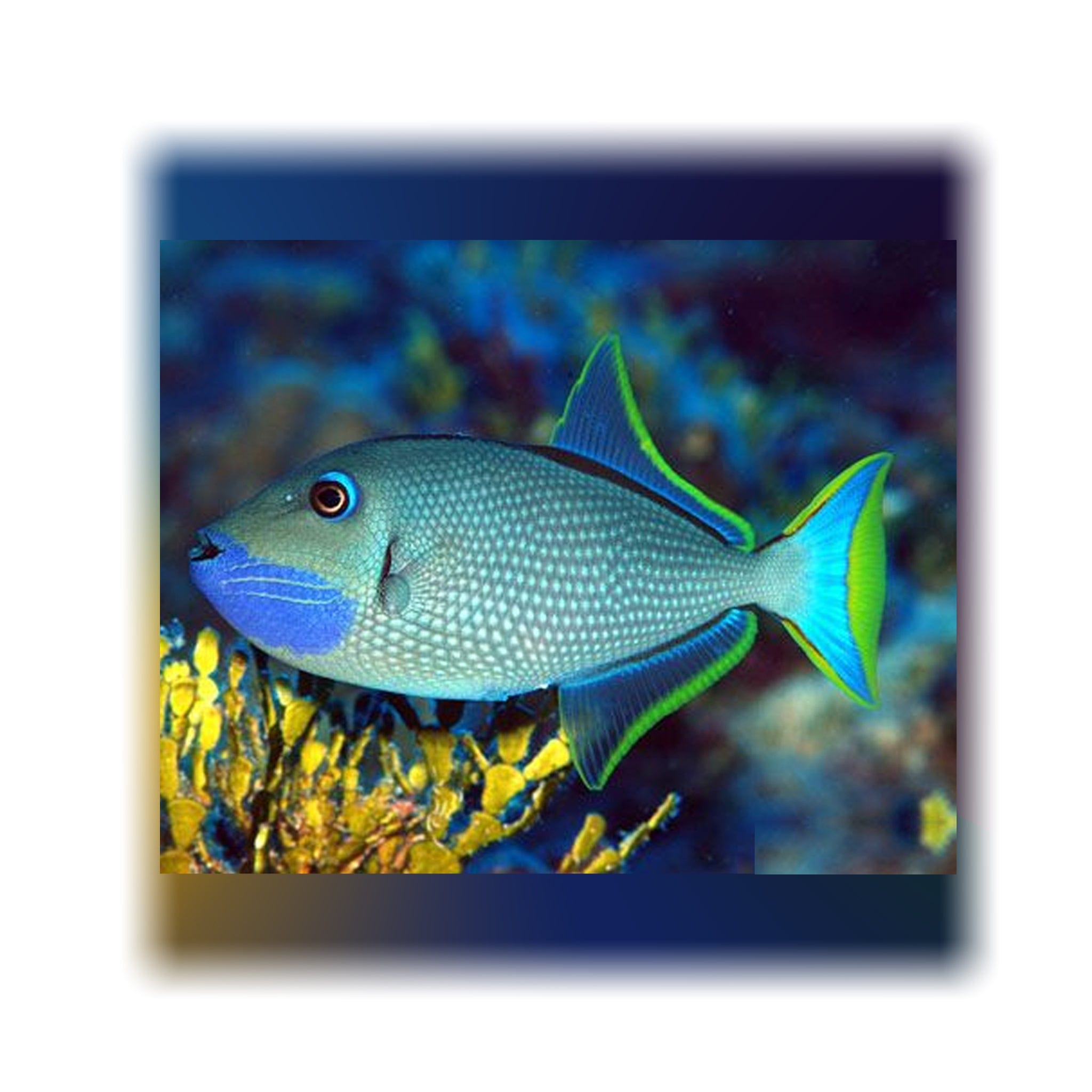 Axiotis Fish Blue Throat Triggerfish - (Xanthichthys auromarginatus)