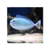 BPK Farm LIVE STOCK Bluespine Unicorn Tang - (Naso unicornis)