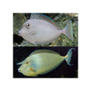 BPK Farm LIVE STOCK Bluespine Unicorn Tang - (Naso unicornis)