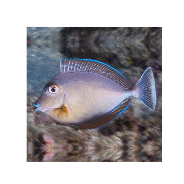 BPK Farm LIVE STOCK Bluespine Unicorn Tang - (Naso unicornis)