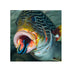 files/bpk-farm-live-stock-bluestreak-cleaner-wrasse-labroides-dimidiatus-40546363736294.jpg