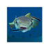 files/bpk-farm-live-stock-bluestreak-cleaner-wrasse-labroides-dimidiatus-40546363801830.jpg