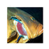 files/bpk-farm-live-stock-bluestreak-cleaner-wrasse-labroides-dimidiatus-40546363867366.jpg