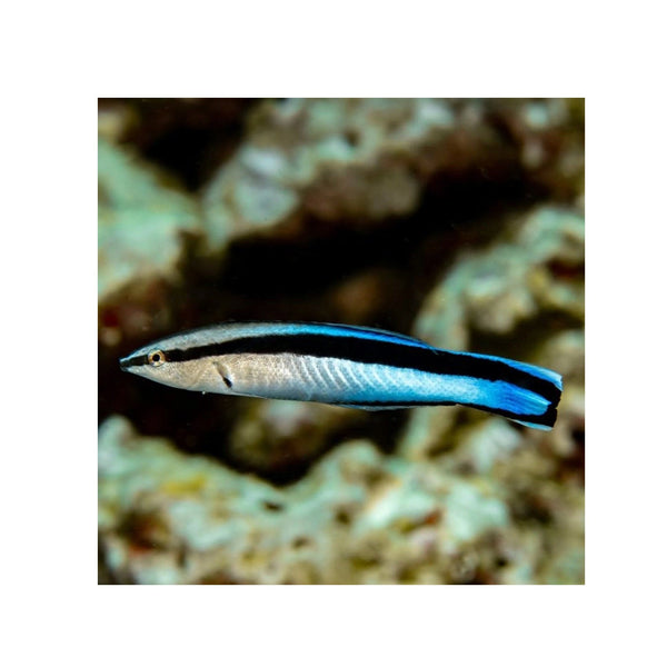 BPK Farm LIVE STOCK Bluestreak Cleaner Wrasse - (Labroides dimidiatus)