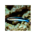 files/bpk-farm-live-stock-bluestreak-cleaner-wrasse-labroides-dimidiatus-40546363900134.jpg