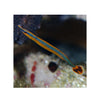 BPK Farm LIVE STOCK Bluestripe Pipefish - (Doryrhamphus excisus) EXPERT ONLY