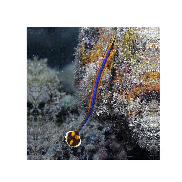 BPK Farm LIVE STOCK Bluestripe Pipefish - (Doryrhamphus excisus) EXPERT ONLY