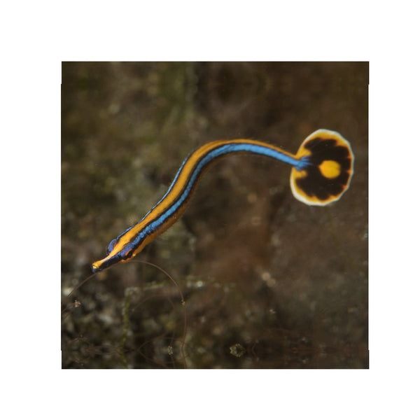 BPK Farm LIVE STOCK Bluestripe Pipefish - (Doryrhamphus excisus) EXPERT ONLY