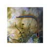 BPK Farm LIVE STOCK Bluestripe Pipefish - (Doryrhamphus excisus) EXPERT ONLY