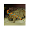 BPK Farm LIVE STOCK Bluestripe Pipefish - (Doryrhamphus excisus) EXPERT ONLY