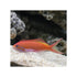 BPK Farm LIVE STOCK Carberry Anthias